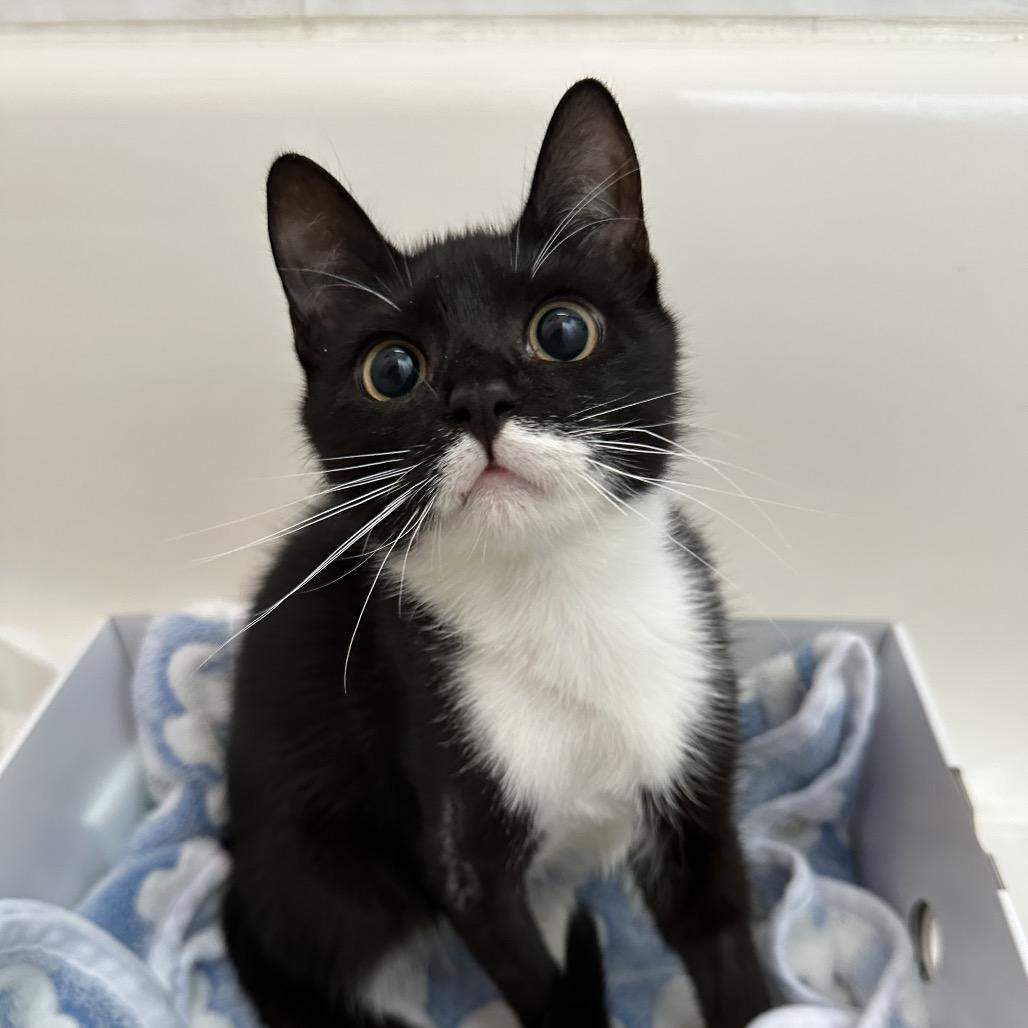 Enlarge Bingo, a Adoptable Domestic Short Hair in Port Richey, FL image 5/6