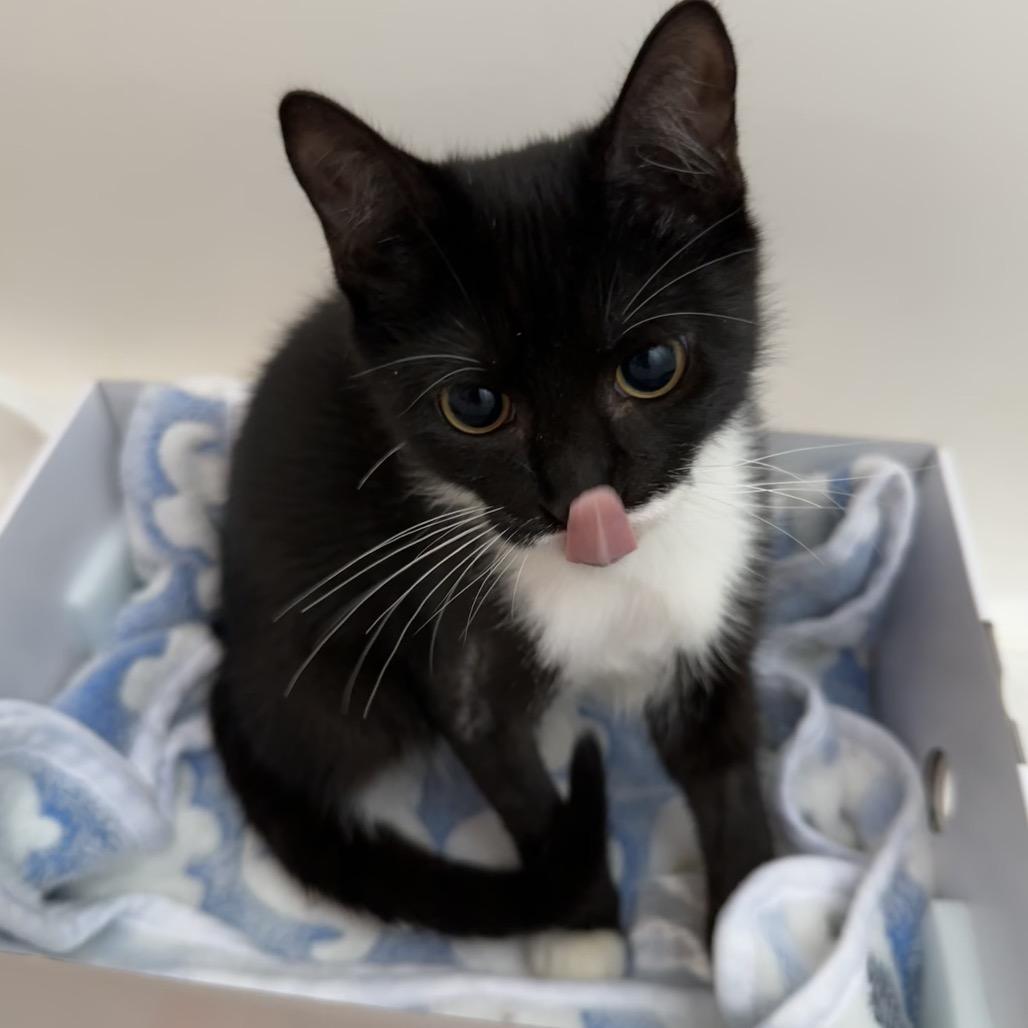 Enlarge Bingo, a Adoptable Domestic Short Hair in Port Richey, FL image 6/6