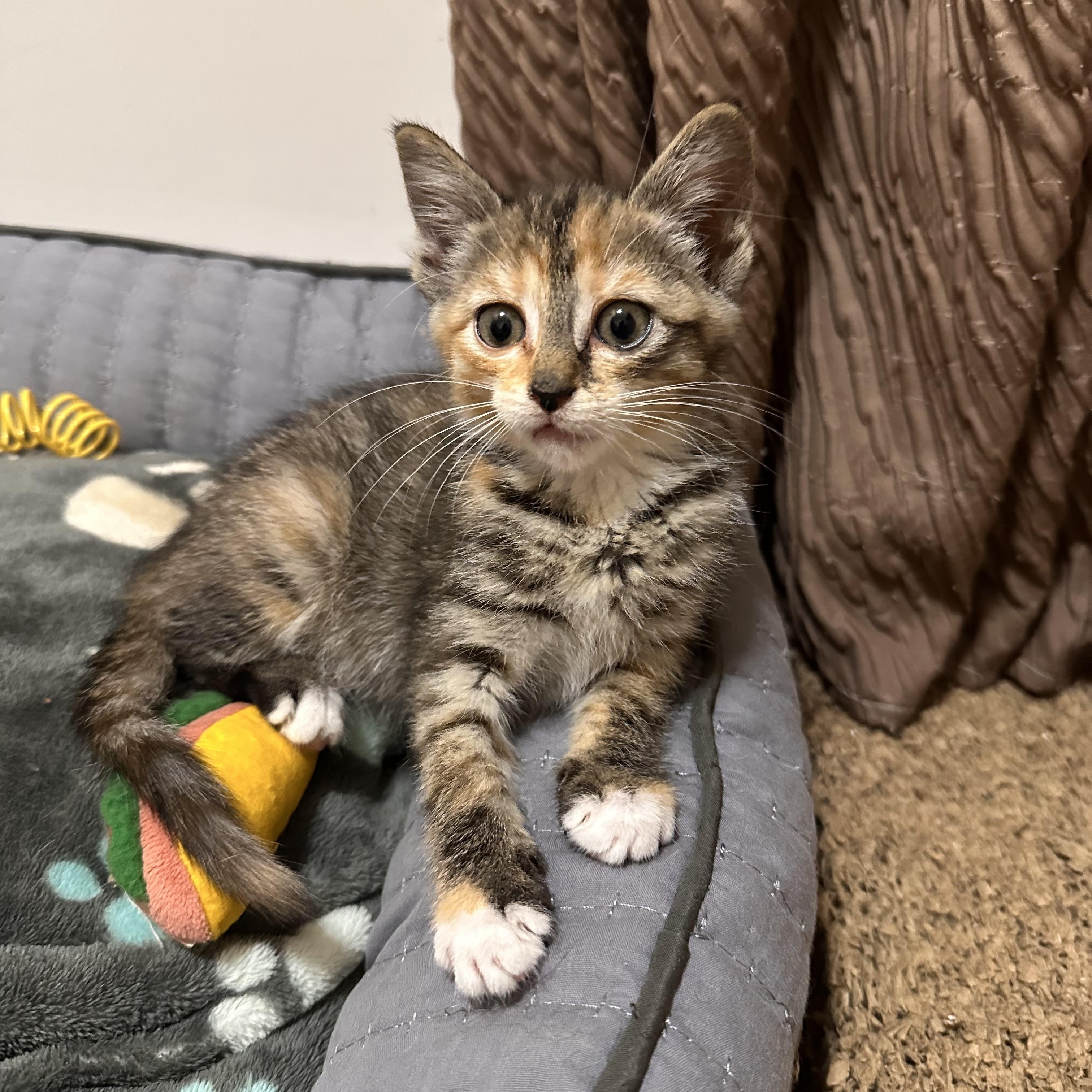 Taylor, adopted, Kitten Female Domestic Short Hair.