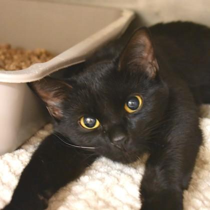 Moxie, adopted, Adult Female Domestic Short Hair.