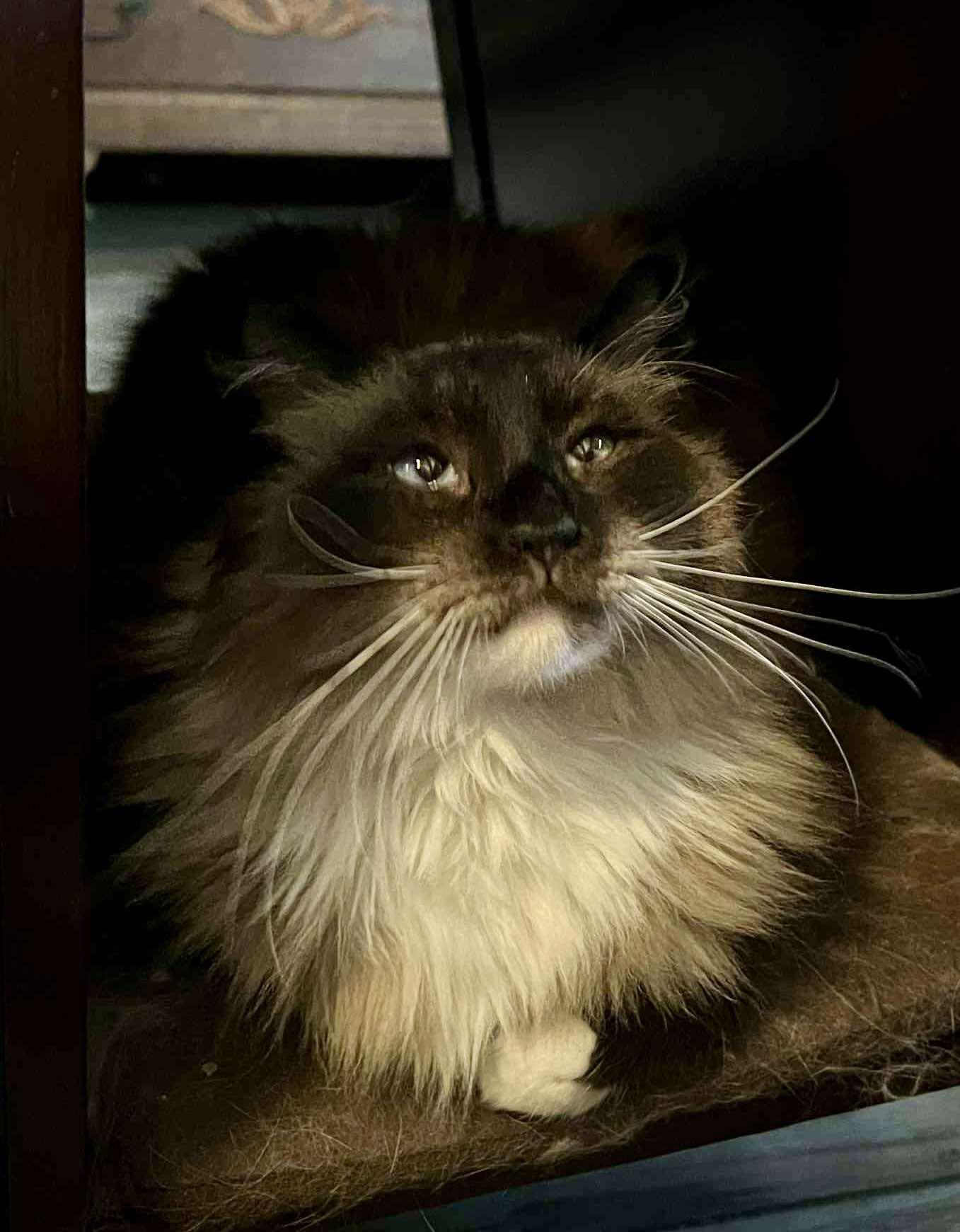 Penelope, a ADOPTABLE Ragdoll in Ennis, TX image 1/2