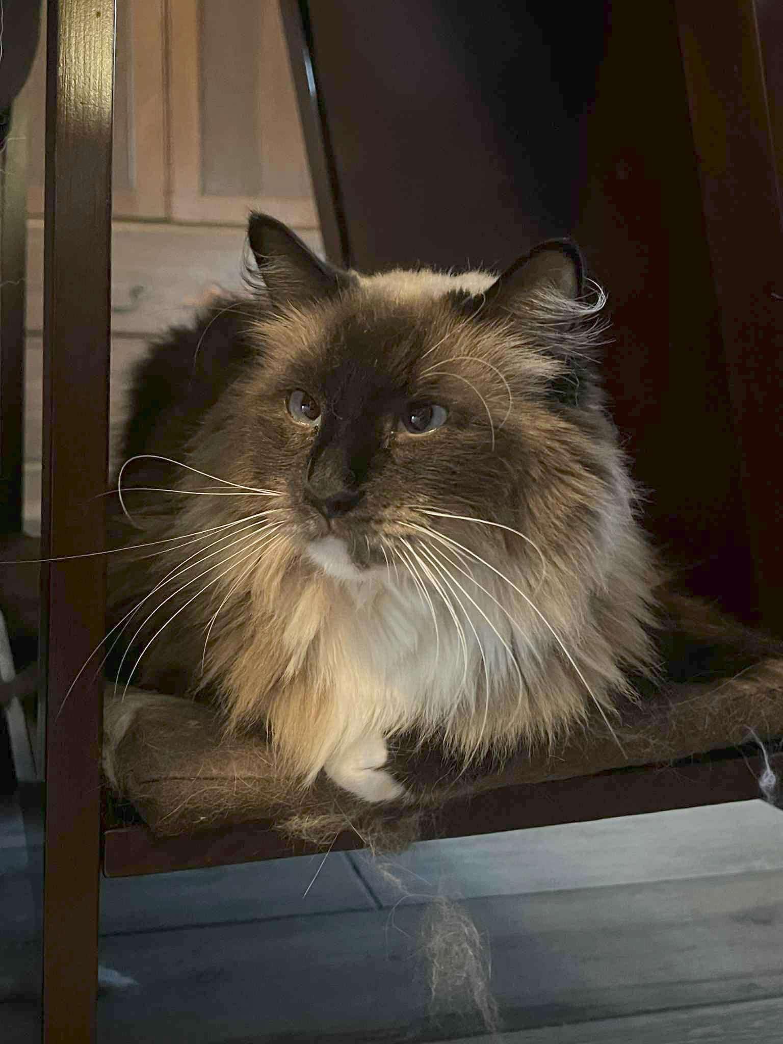 Penelope, ADOPTABLE, Adult Female Ragdoll.