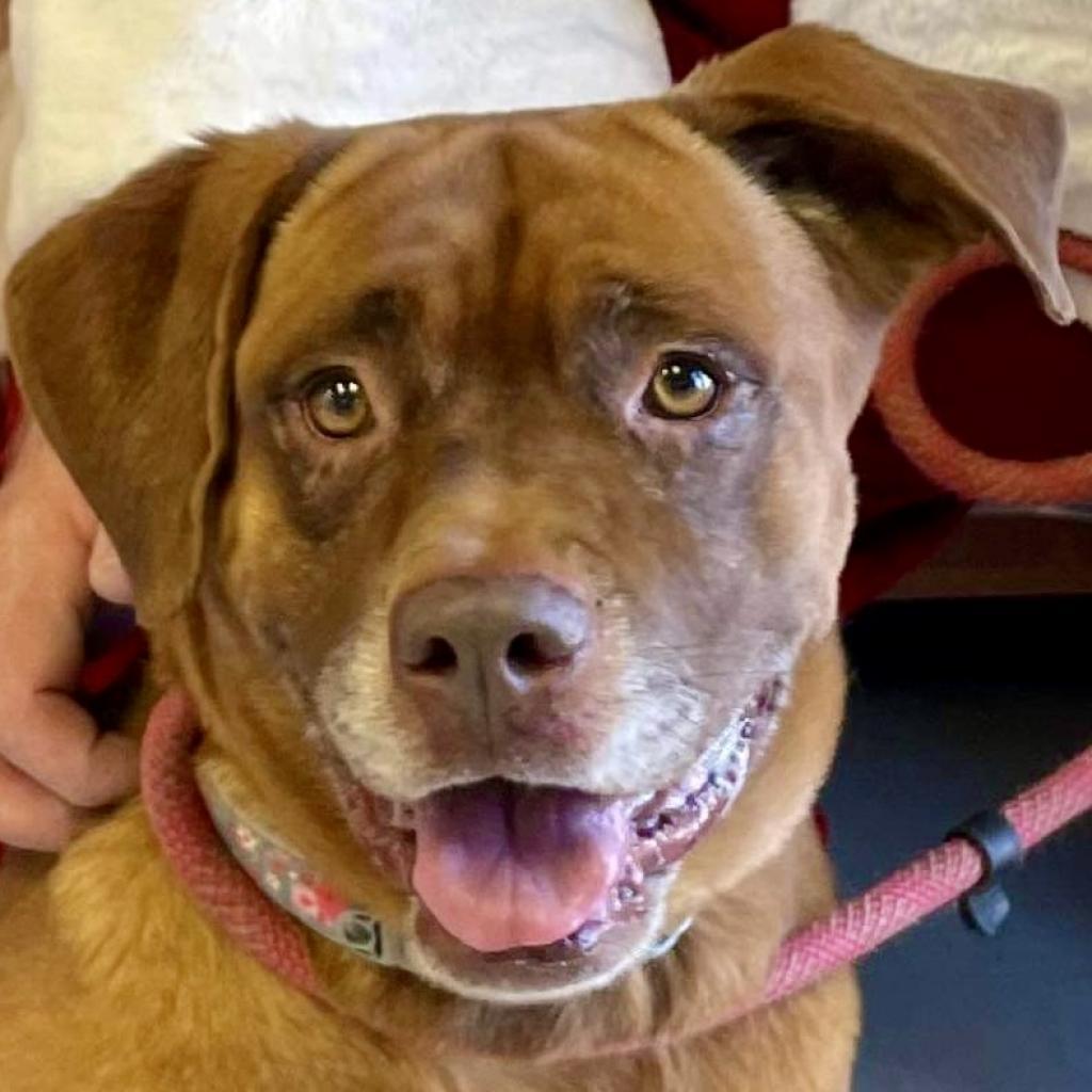 Sugaree, a Adoptable mixed breed in Rocky Mount, VA image 1/6