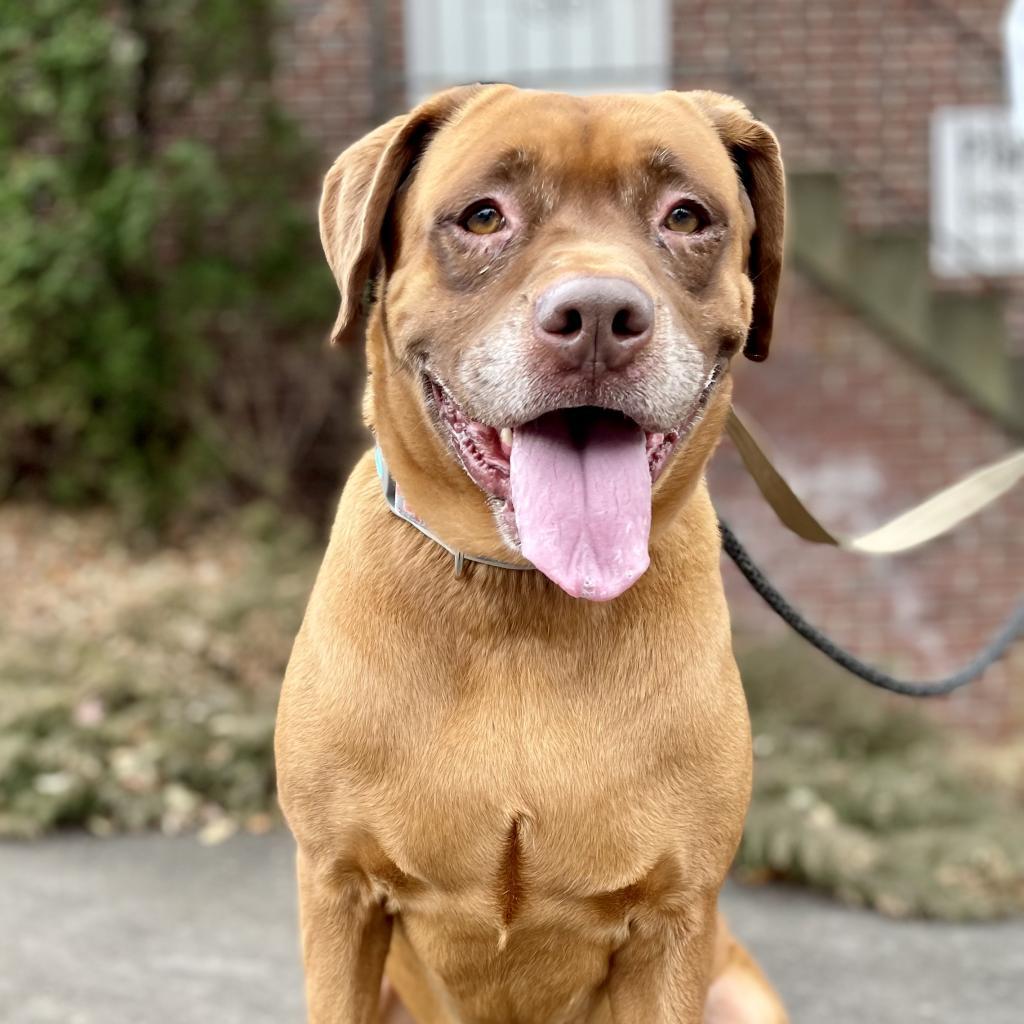 Sugaree, a Adoptable mixed breed in Rocky Mount, VA image 2/6