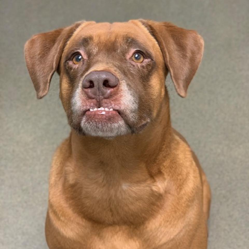 Sugaree, a Adoptable mixed breed in Rocky Mount, VA image 3/6