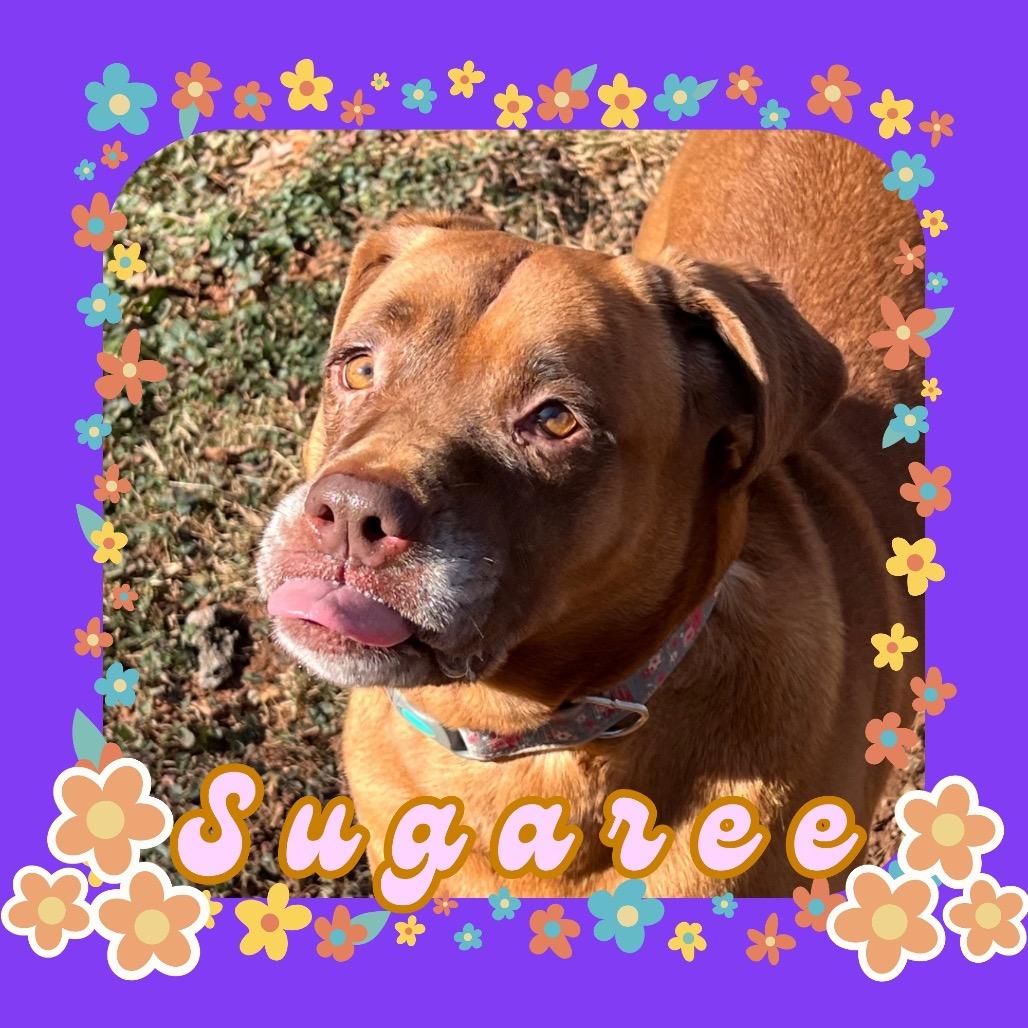 Sugaree, a Adoptable mixed breed in Rocky Mount, VA image 4/6