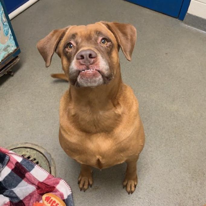 Sugaree, a Adoptable mixed breed in Rocky Mount, VA image 5/6