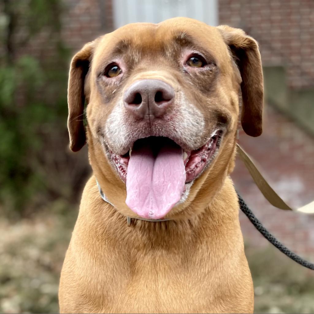 Sugaree, a Adoptable mixed breed in Rocky Mount, VA image 6/6