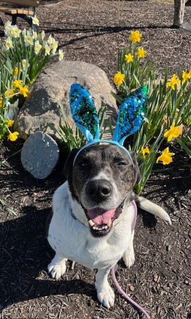 Enlarge Huck Bailey, a Adoptable Labrador Retriever in Rockaway, NJ image 2/3