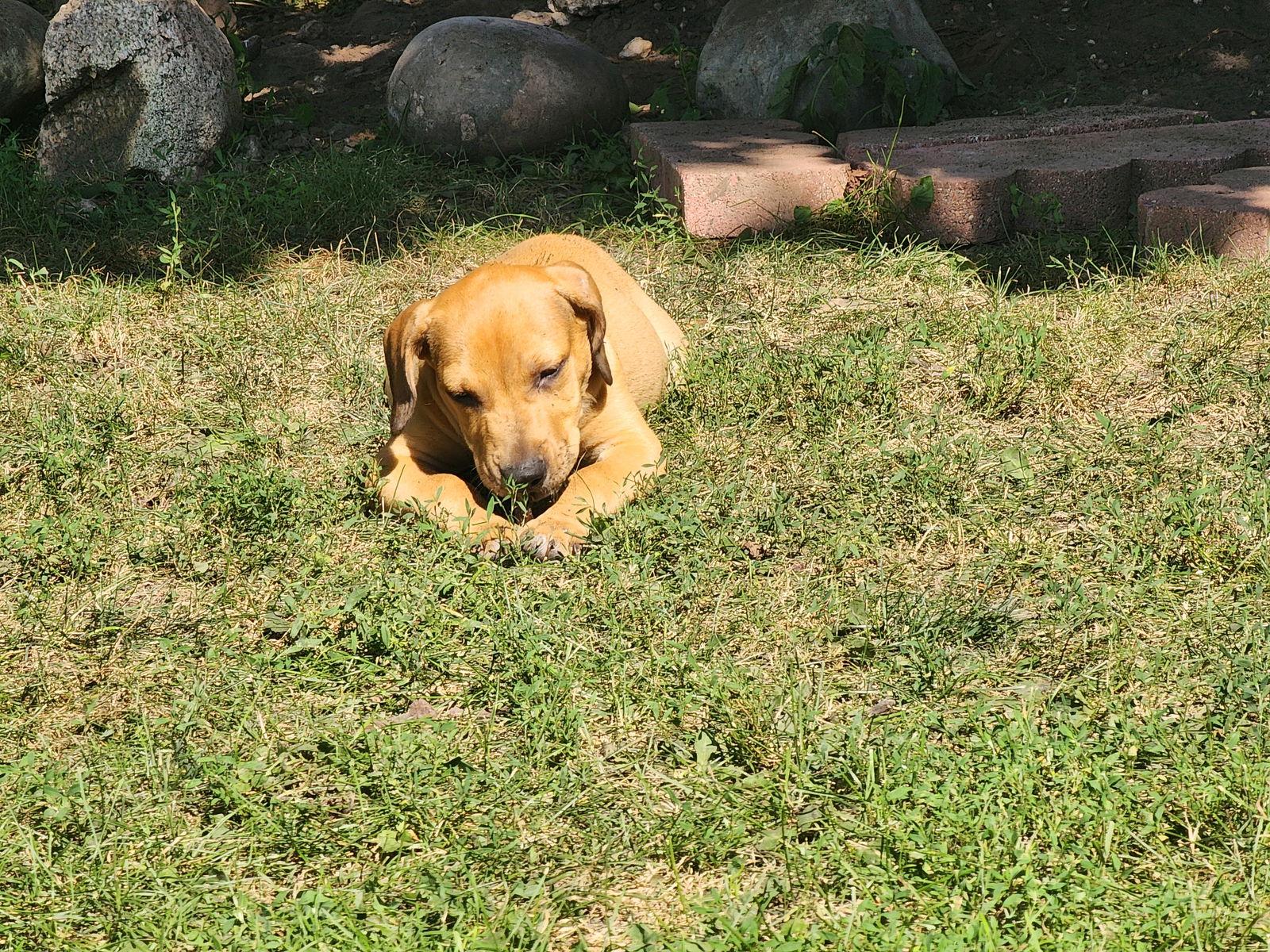 Mae, Adopted, Puppy Female Beagle & Terrier.