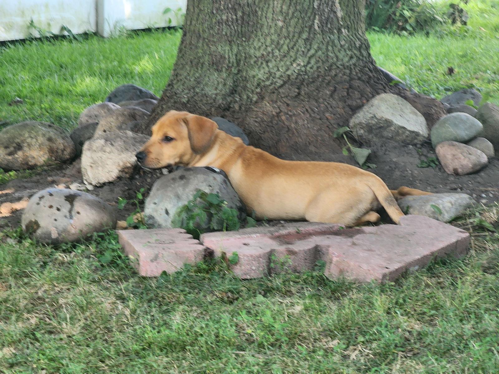 Mae, a Adopted mixed breed in Marine City, MI image 2/2