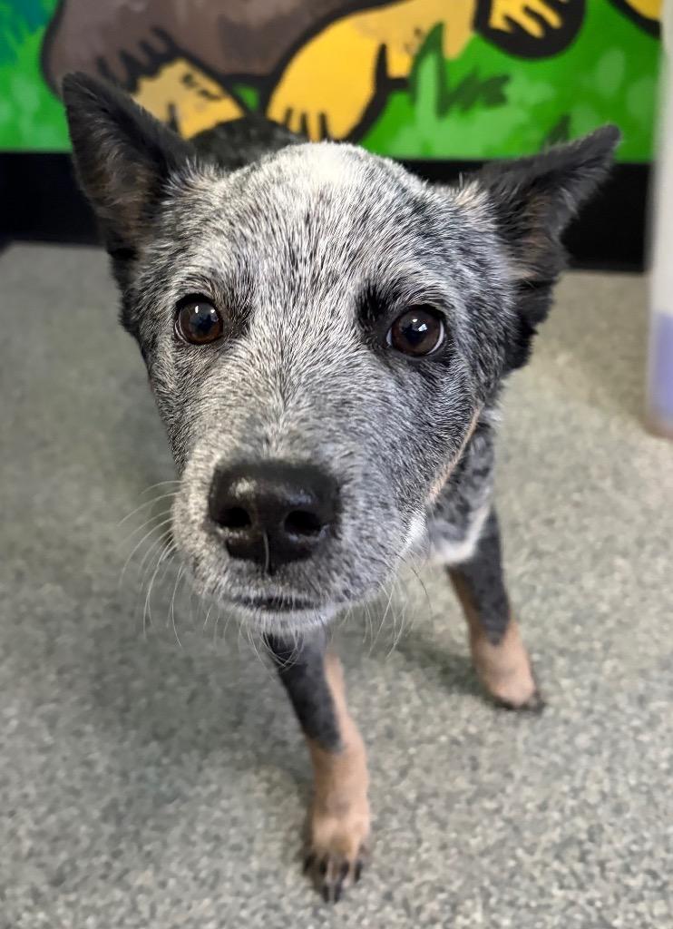 Bandito, Adopted, Young Male Cattle Dog.