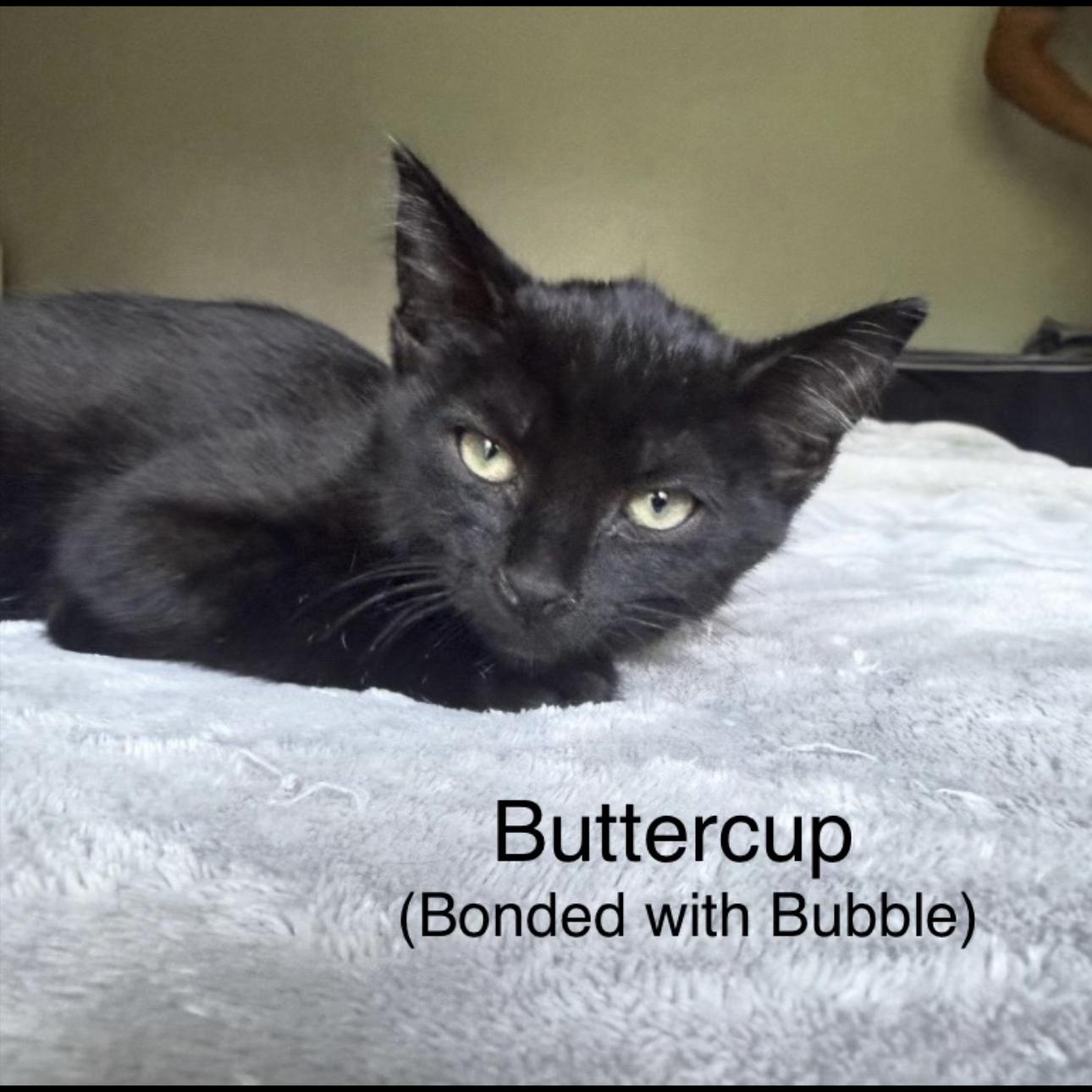 Buttercup & Bubbles, adopted, Kitten Female Domestic Short Hair & Siamese.