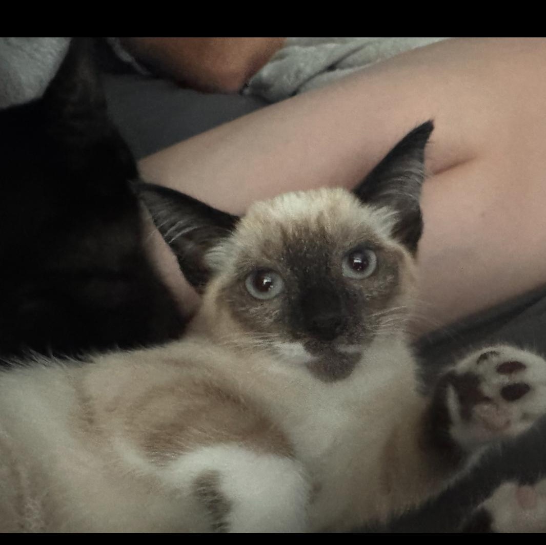 Buttercup & Bubbles, an adopted mixed breed in Rochester Hills, MI image 2/3