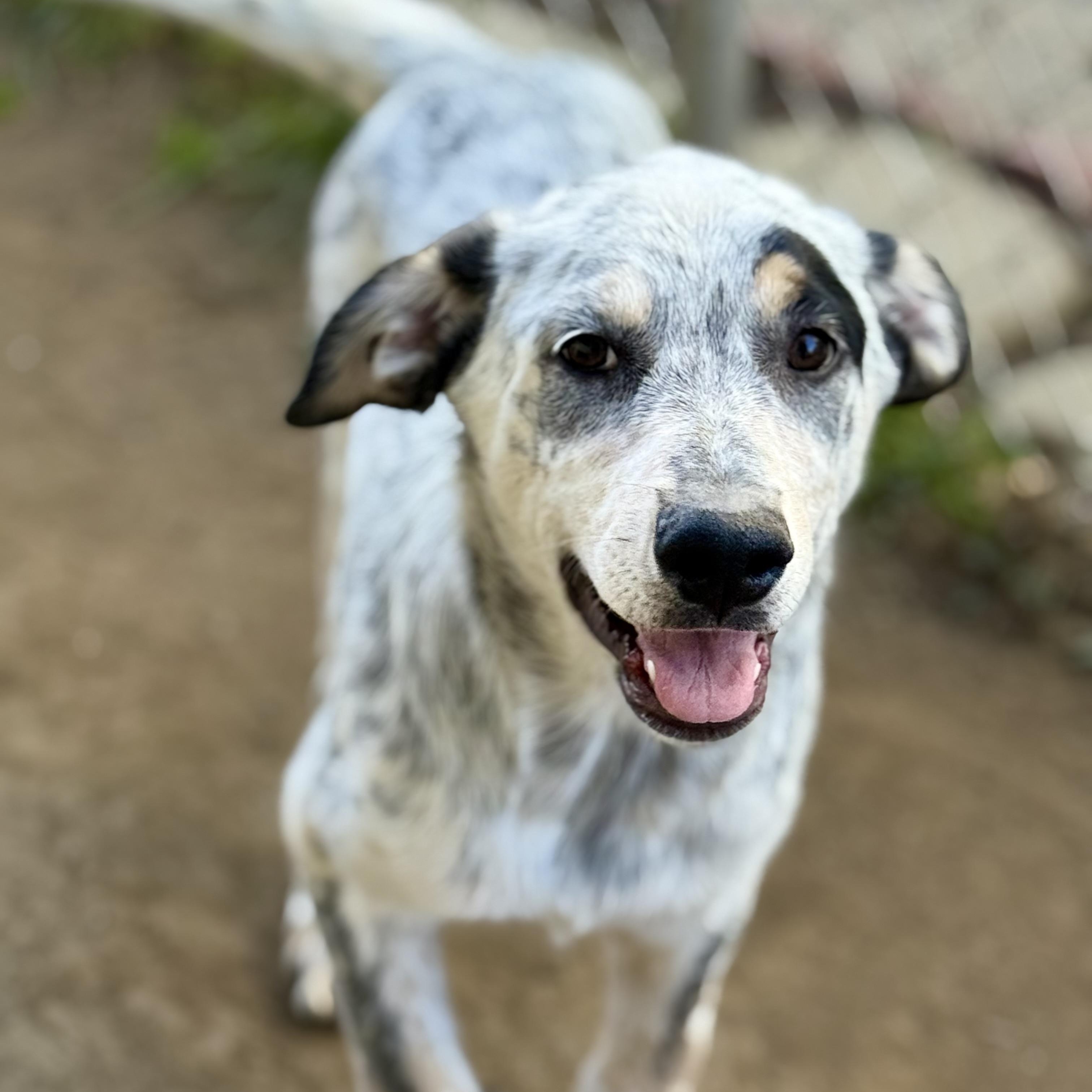 Ruger