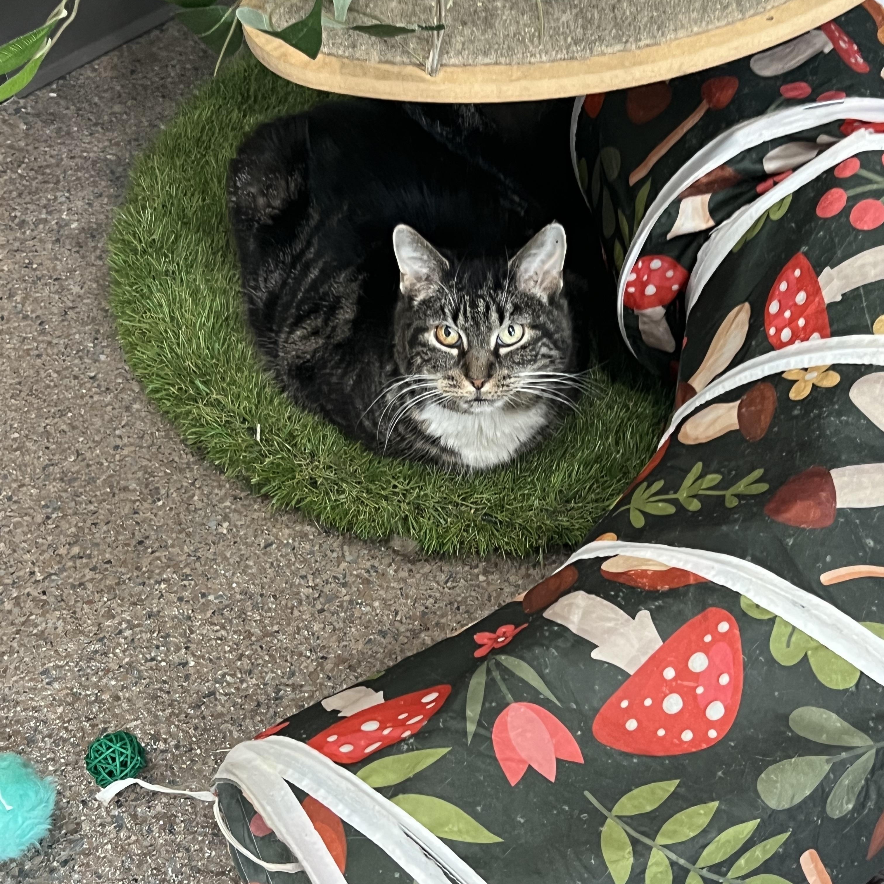 Lady, Adoptable, Adult Female Domestic Short Hair.