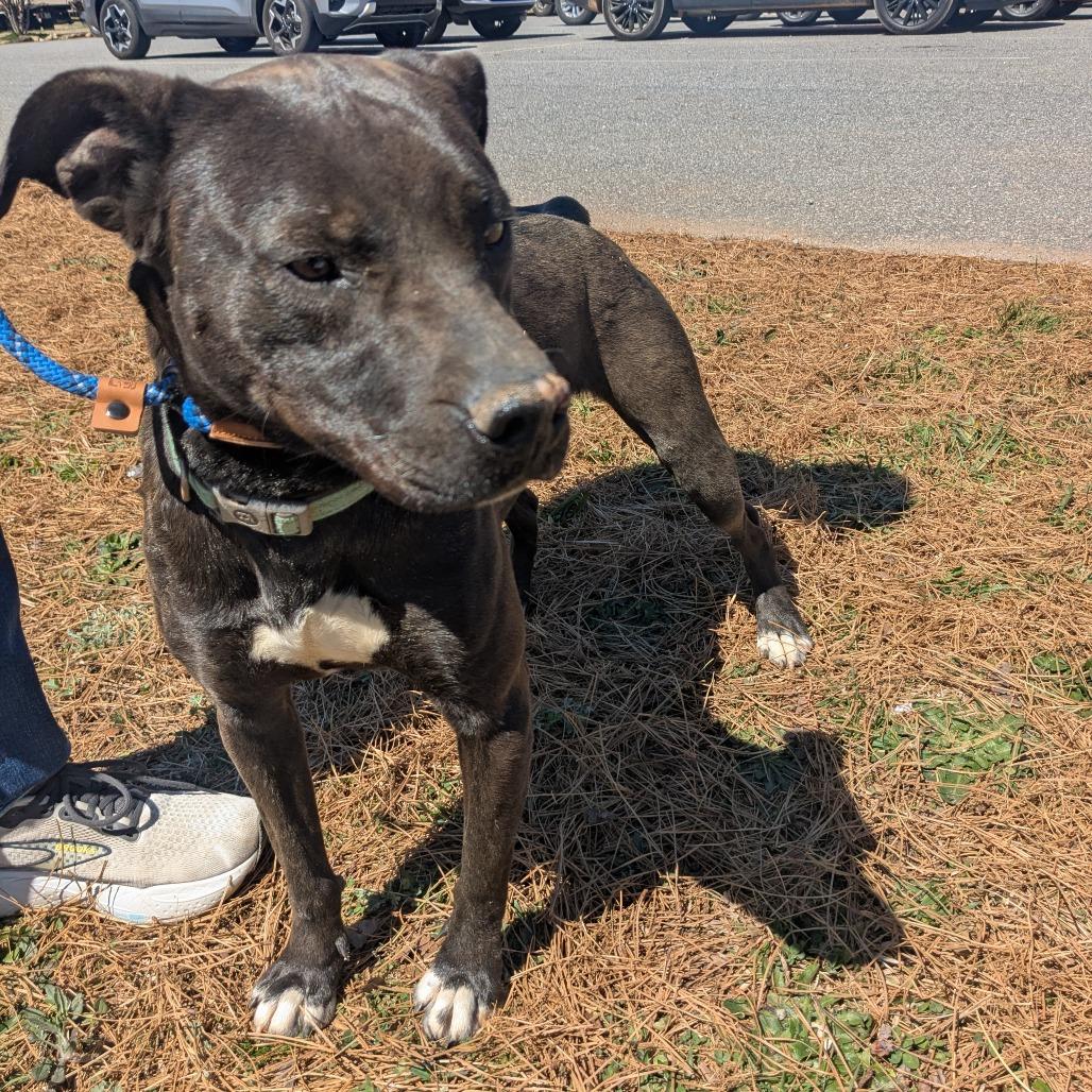 Baby Girl, Adoptable, Adult Female Black Labrador Retriever & Mixed Breed.