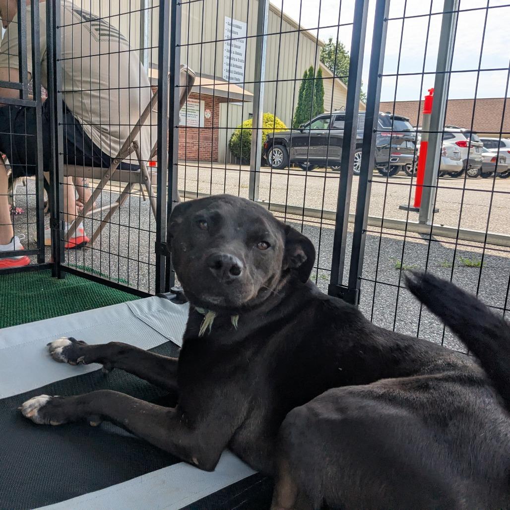 Baby Girl, a Adoptable mixed breed in Lenoir, NC image 1/6