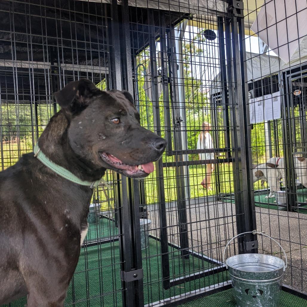 Baby Girl, a Adoptable mixed breed in Lenoir, NC image 2/6