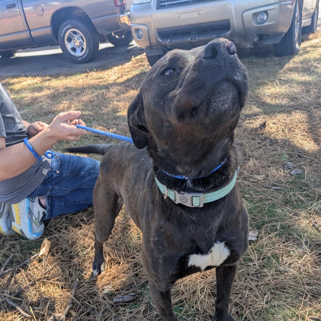 Baby Girl, a Adoptable mixed breed in Lenoir, NC image 3/6