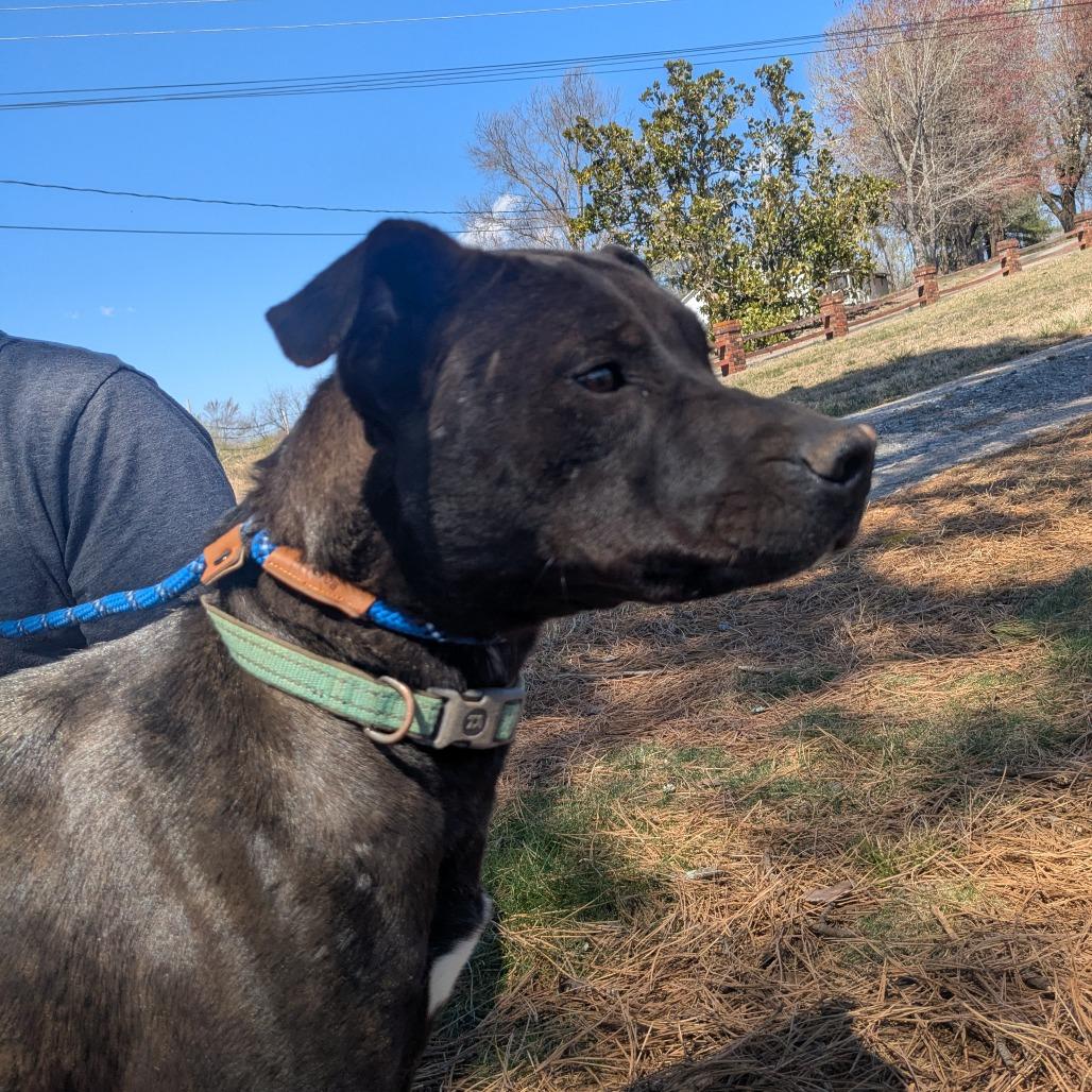 Baby Girl, a Adoptable mixed breed in Lenoir, NC image 4/6