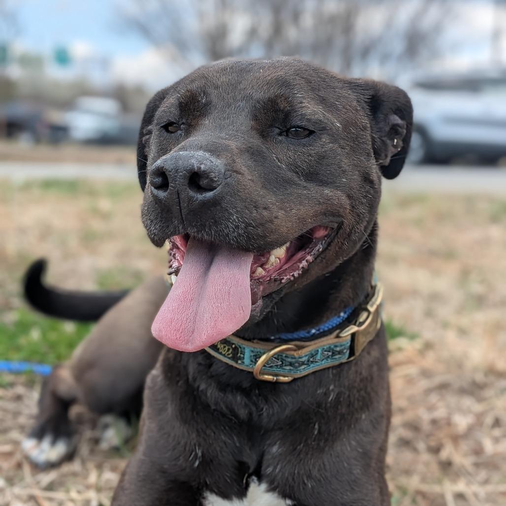 Enlarge Baby Girl, a Adoptable mixed breed in Lenoir, NC image 4/6
