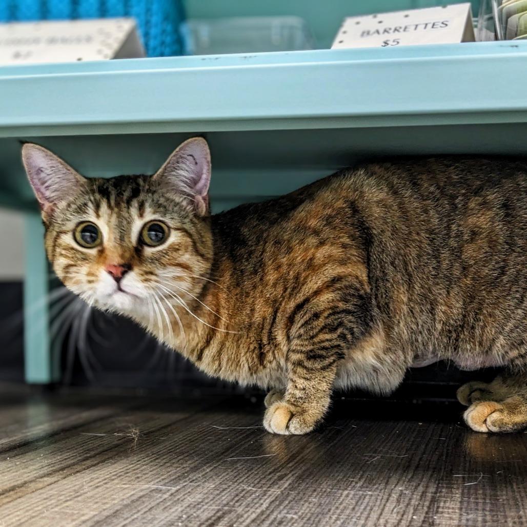 Fern, Adoptable, Young Female Domestic Short Hair.