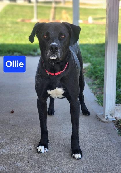Ollie, Adoptable, Adult Male Labrador Retriever & Mixed Breed.