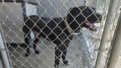 Enlarge Ollie, a Adoptable mixed breed in Clinton, MO image 2/3