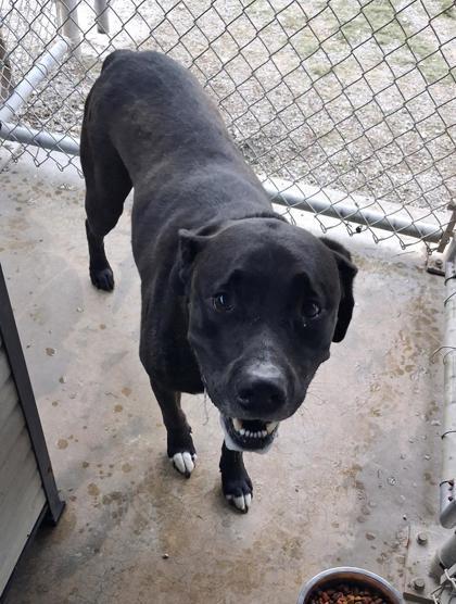 Enlarge Ollie, a Adoptable mixed breed in Clinton, MO image 3/3