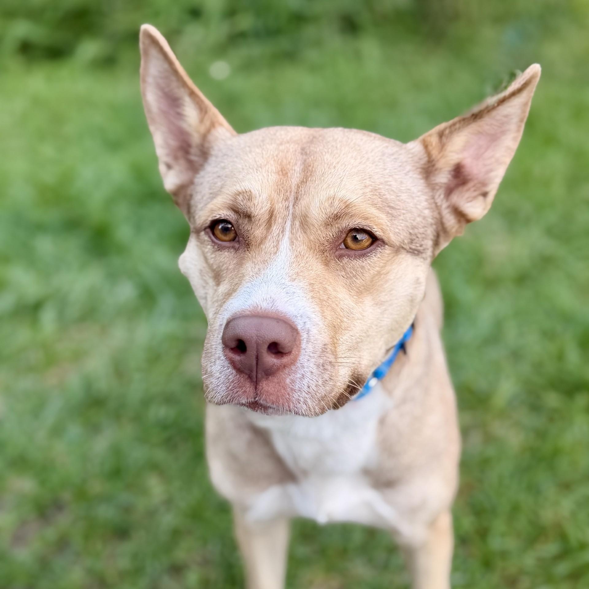 Enlarge Mama, a Adoptable Husky in Manahawkin, NJ image 2/2
