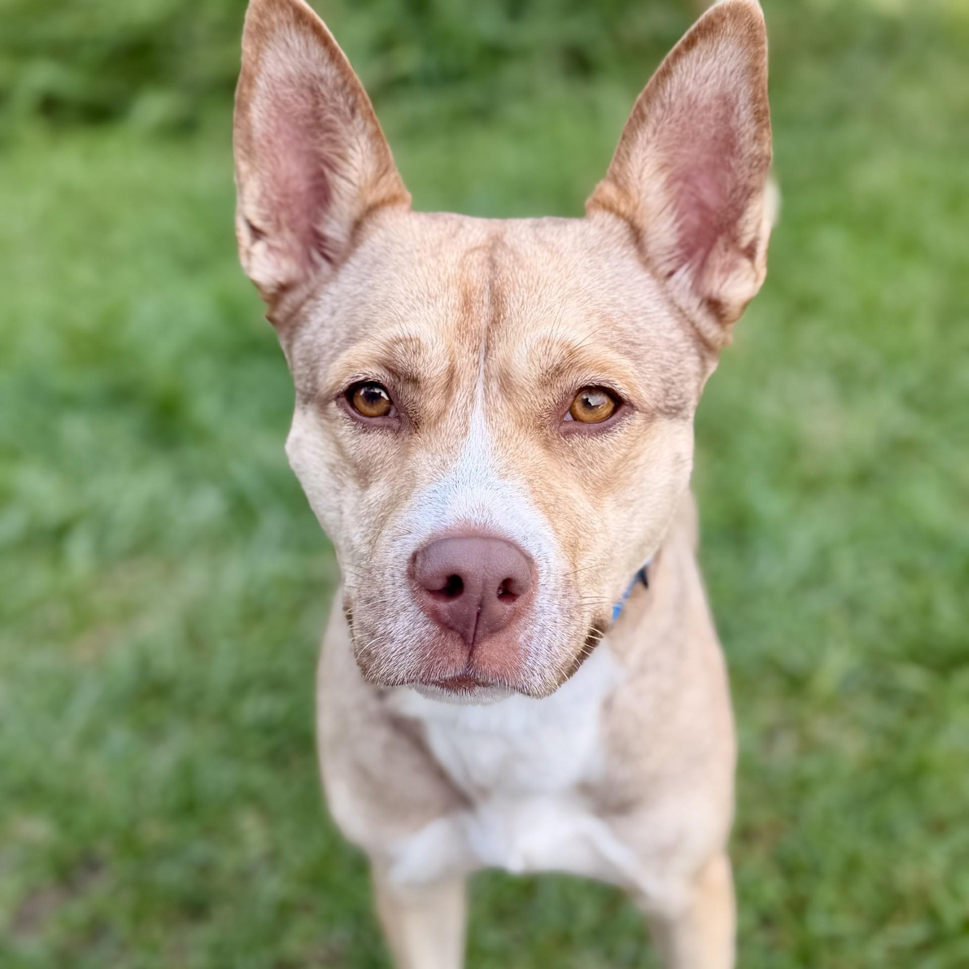 Mama, Adoptable, Adult Female Husky.