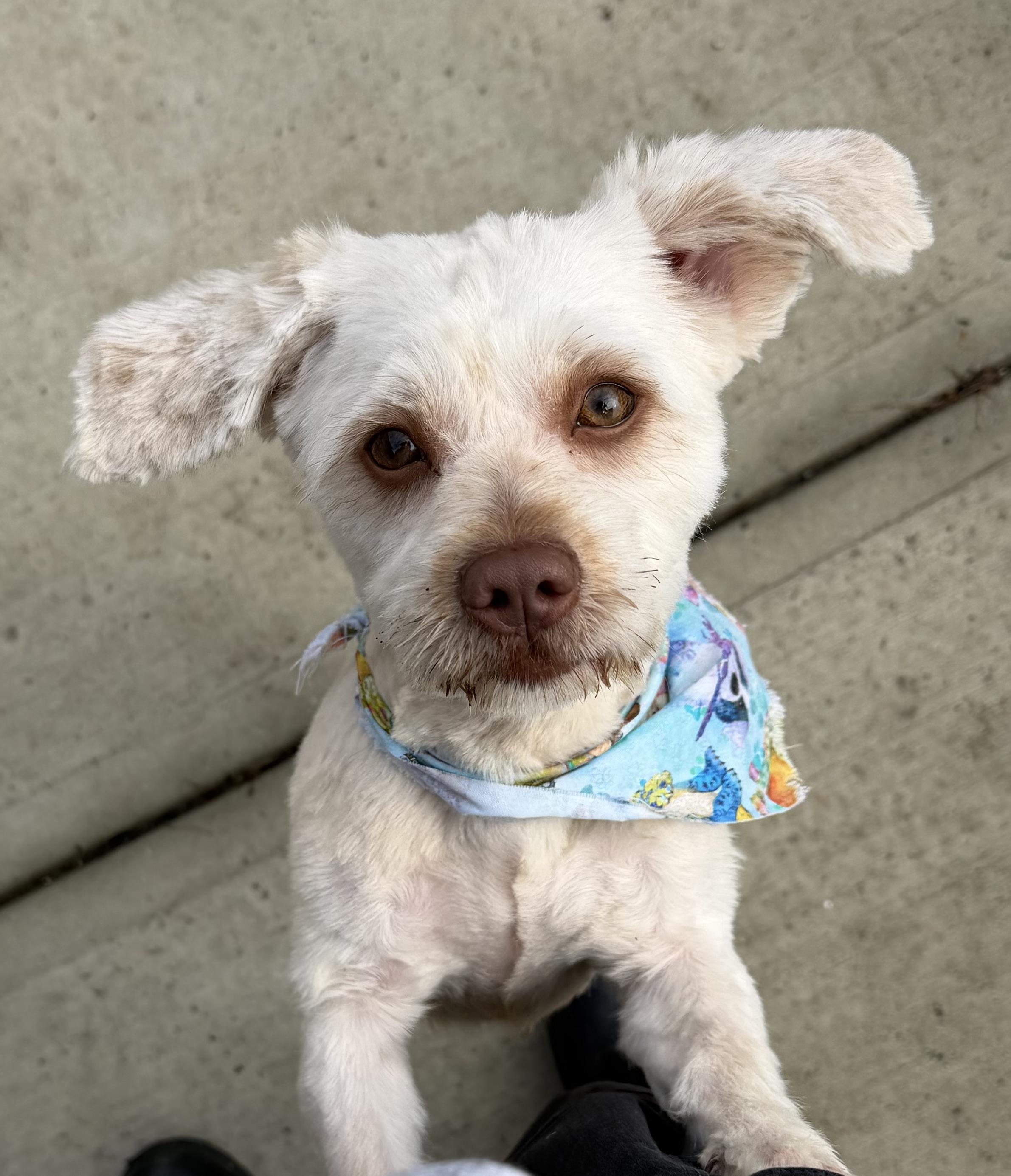 Enlarge Milo, an adopted mixed breed in West Haven, CT image 1/1