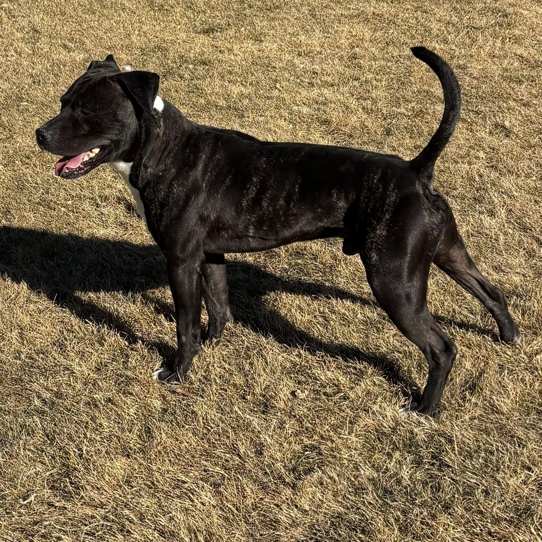 Enlarge Calum , a ADOPTABLE Pit Bull Terrier in Montrose, CO image 2/4