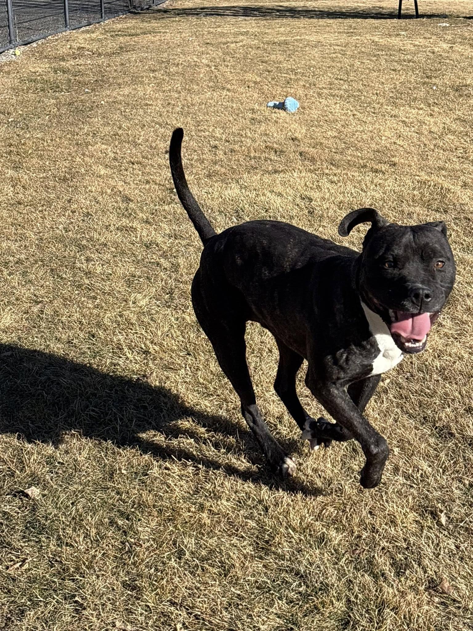 Enlarge Calum , a ADOPTABLE Pit Bull Terrier in Montrose, CO image 3/4