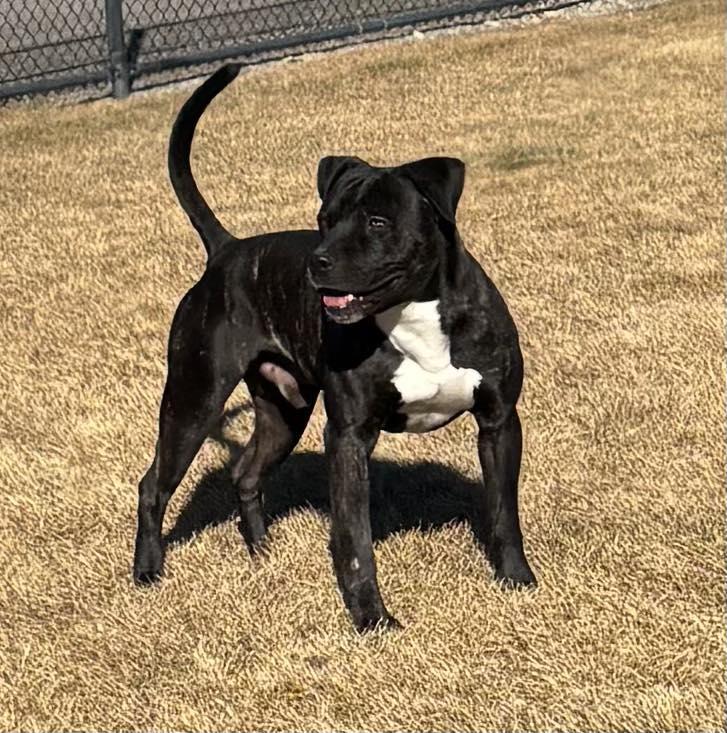 Enlarge Calum , a ADOPTABLE Pit Bull Terrier in Montrose, CO image 1/4