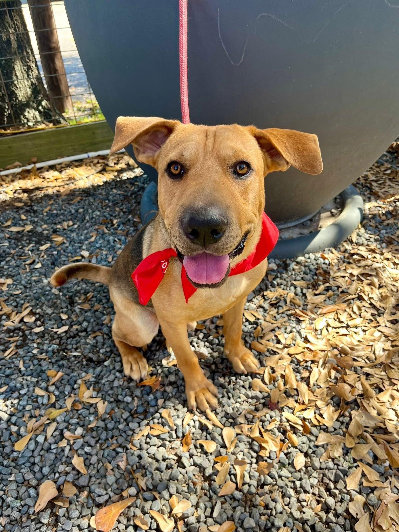 Big Guy, Adoptable, Young Male Shar-Pei & German Shepherd Dog.