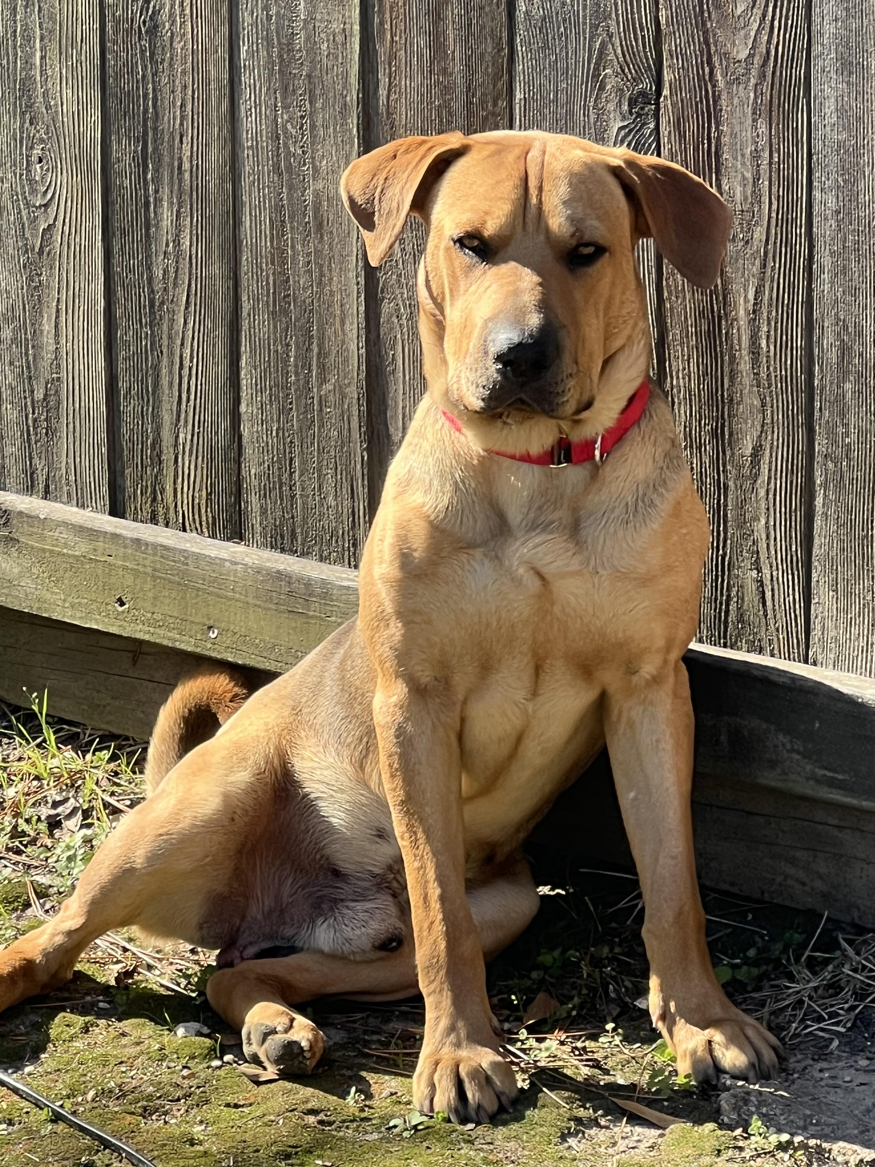 Enlarge Big Guy, a Adopted mixed breed in Houston, TX image 1/6