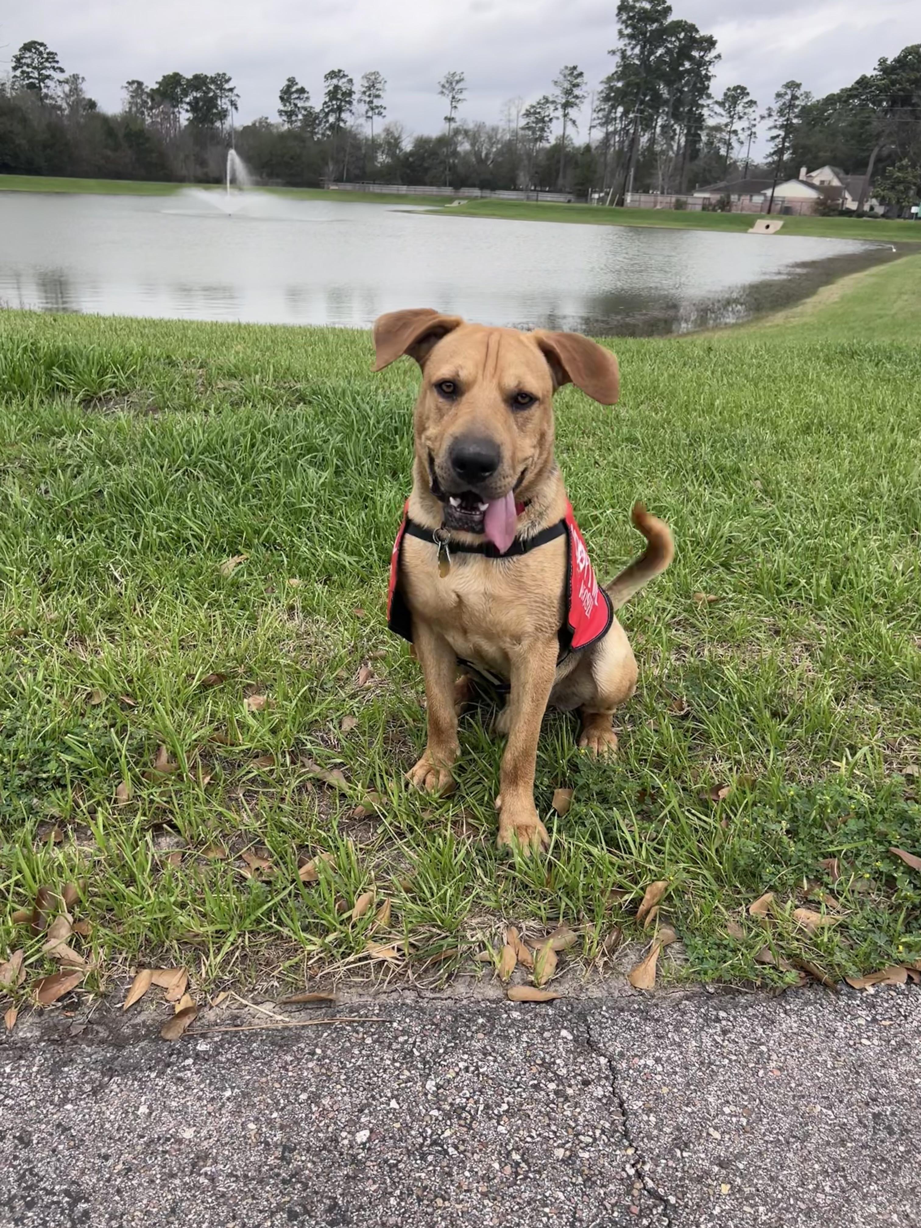 Enlarge Big Guy, a Adoptable mixed breed in Houston, TX image 2/6