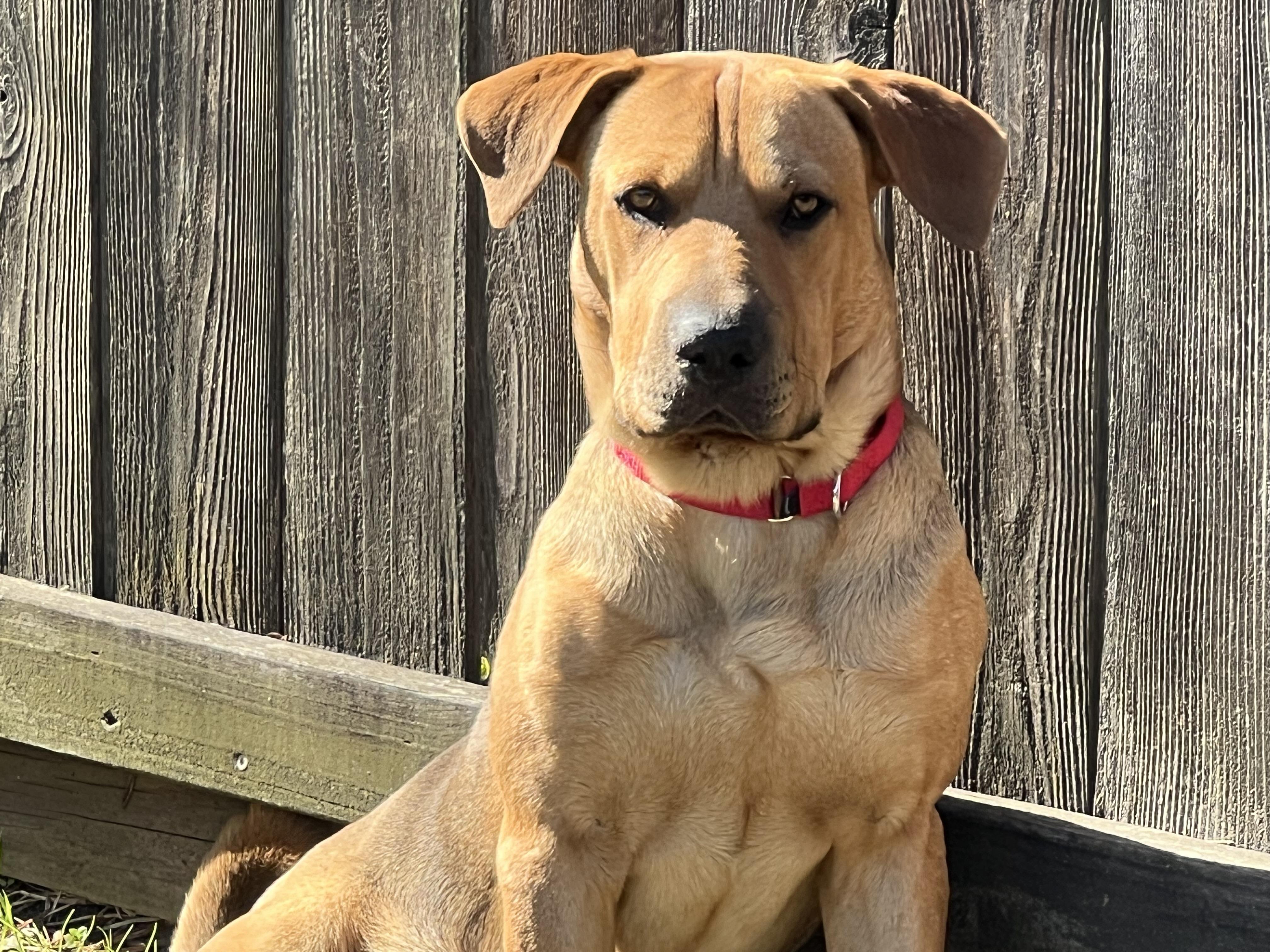 Enlarge Big Guy, a Adoptable mixed breed in Houston, TX image 3/6