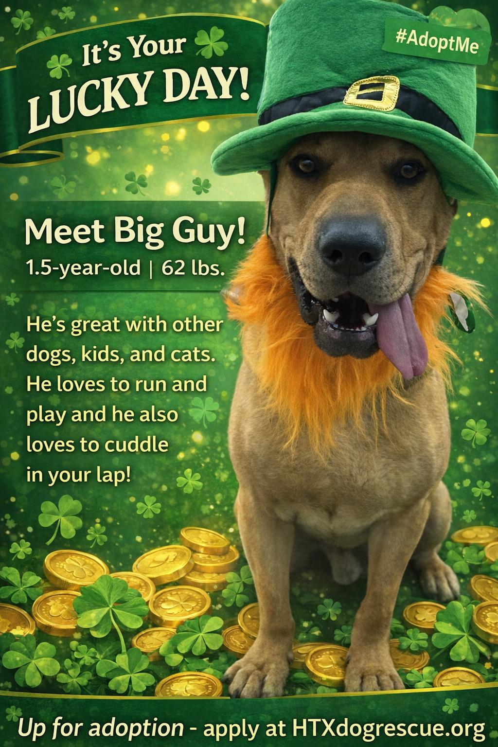 Enlarge Big Guy, a Adopted mixed breed in Houston, TX image 3/6