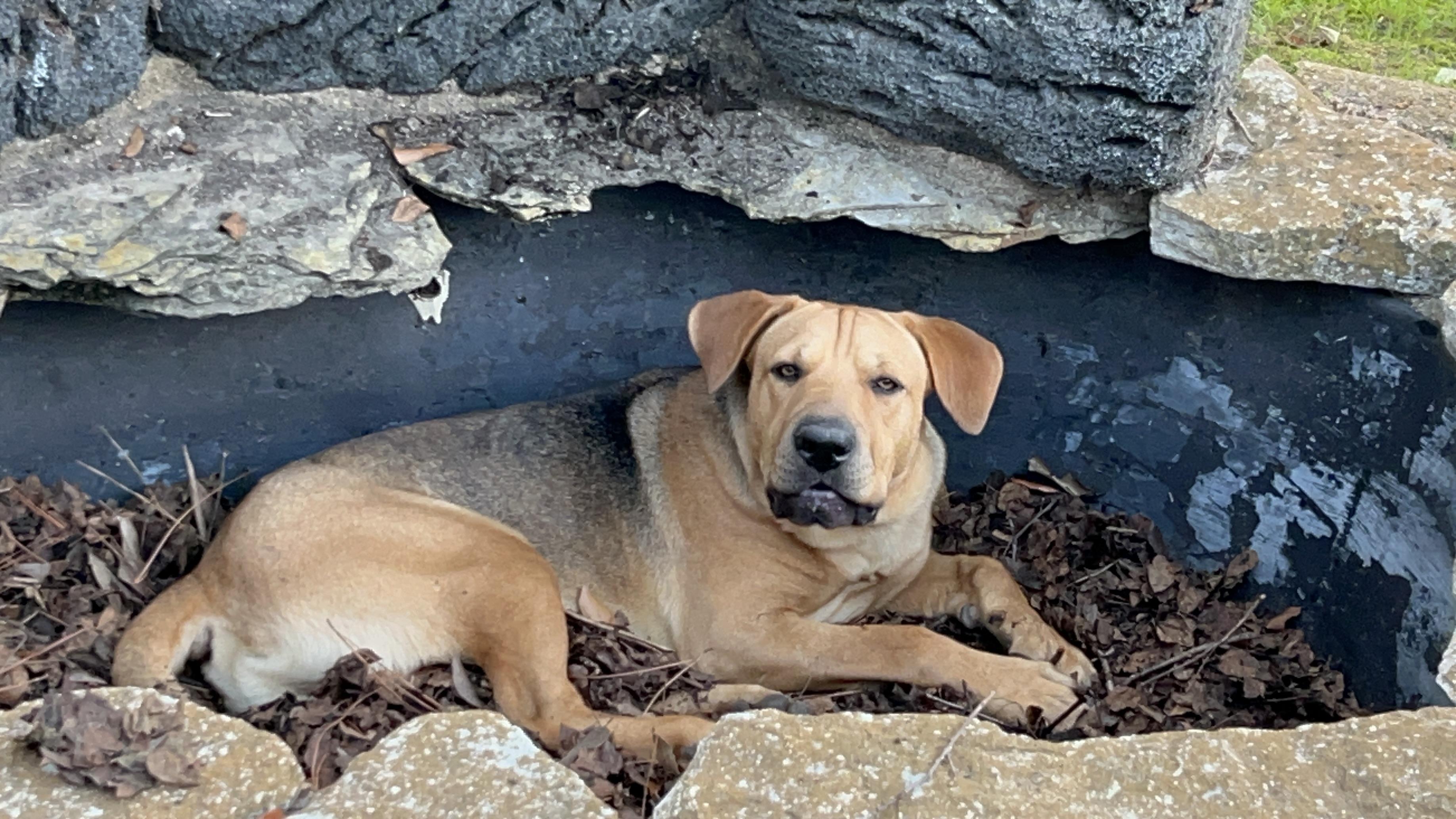 Enlarge Big Guy, a Adoptable mixed breed in Houston, TX image 4/6
