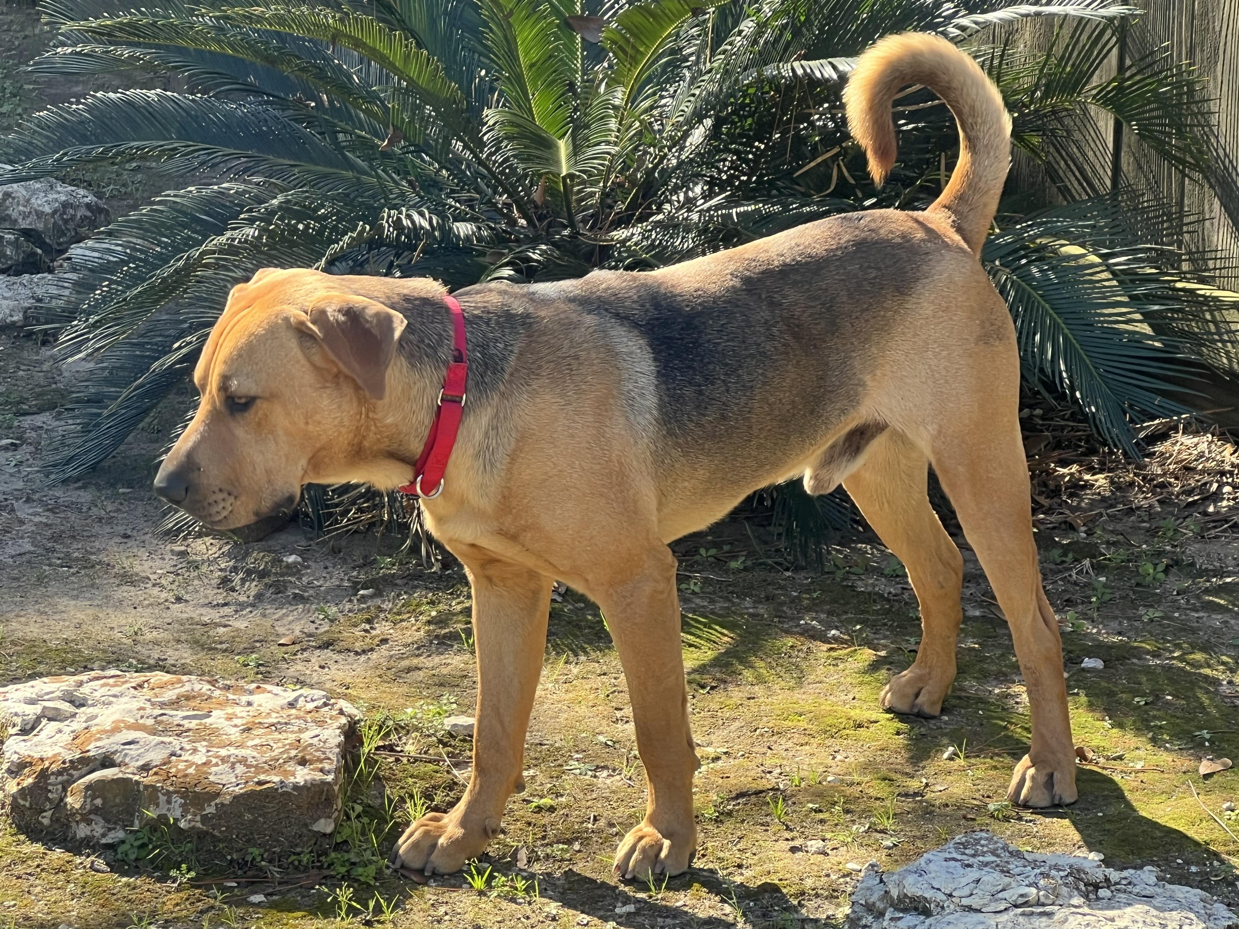 Enlarge Big Guy, a Adopted mixed breed in Houston, TX image 4/6