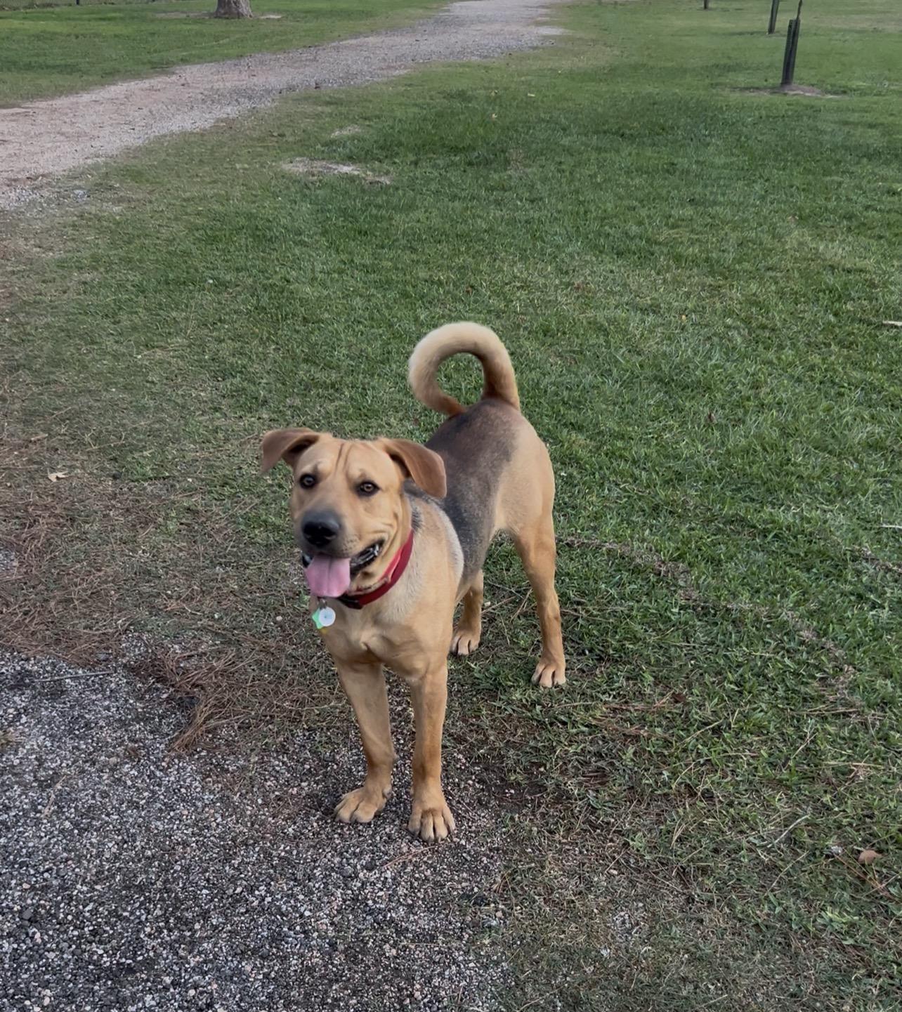 Enlarge Big Guy, a Adoptable mixed breed in Houston, TX image 5/6