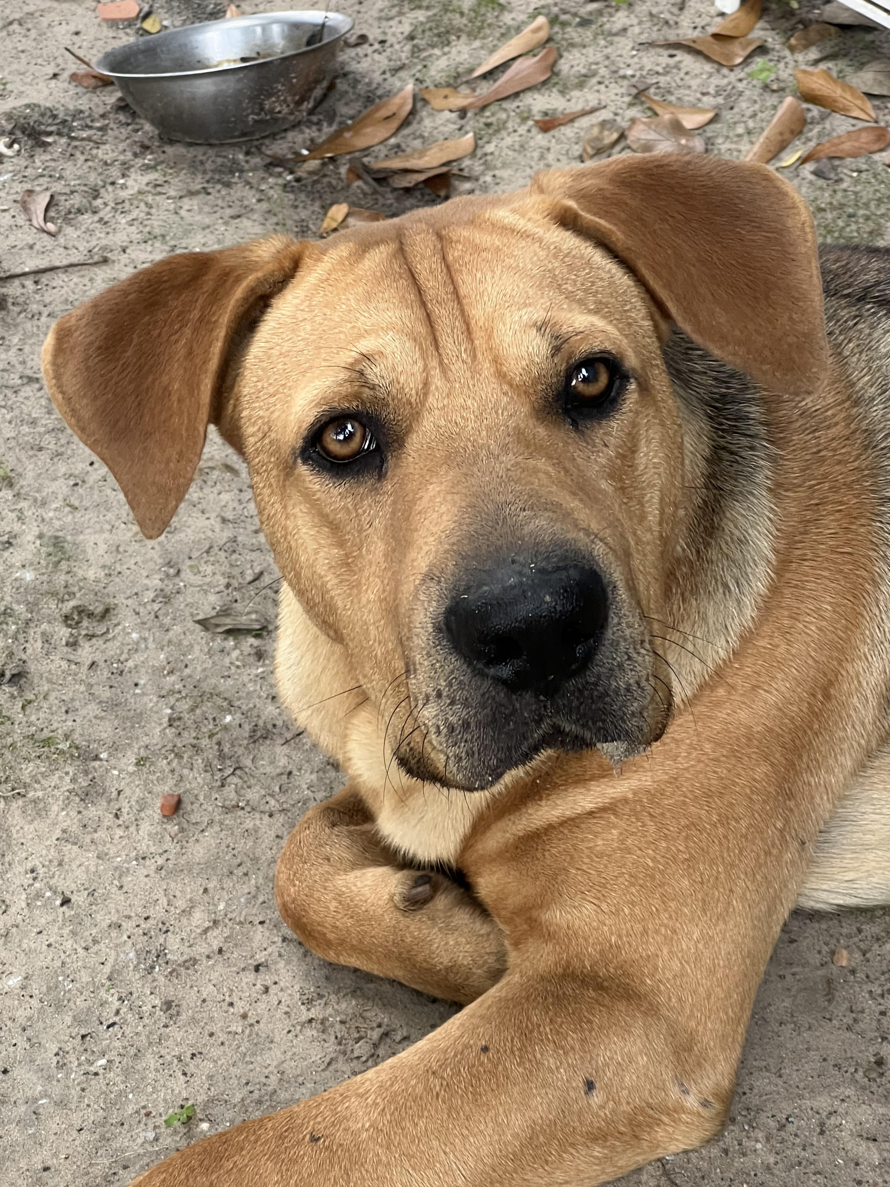 Enlarge Big Guy, a Adoptable mixed breed in Houston, TX image 6/6