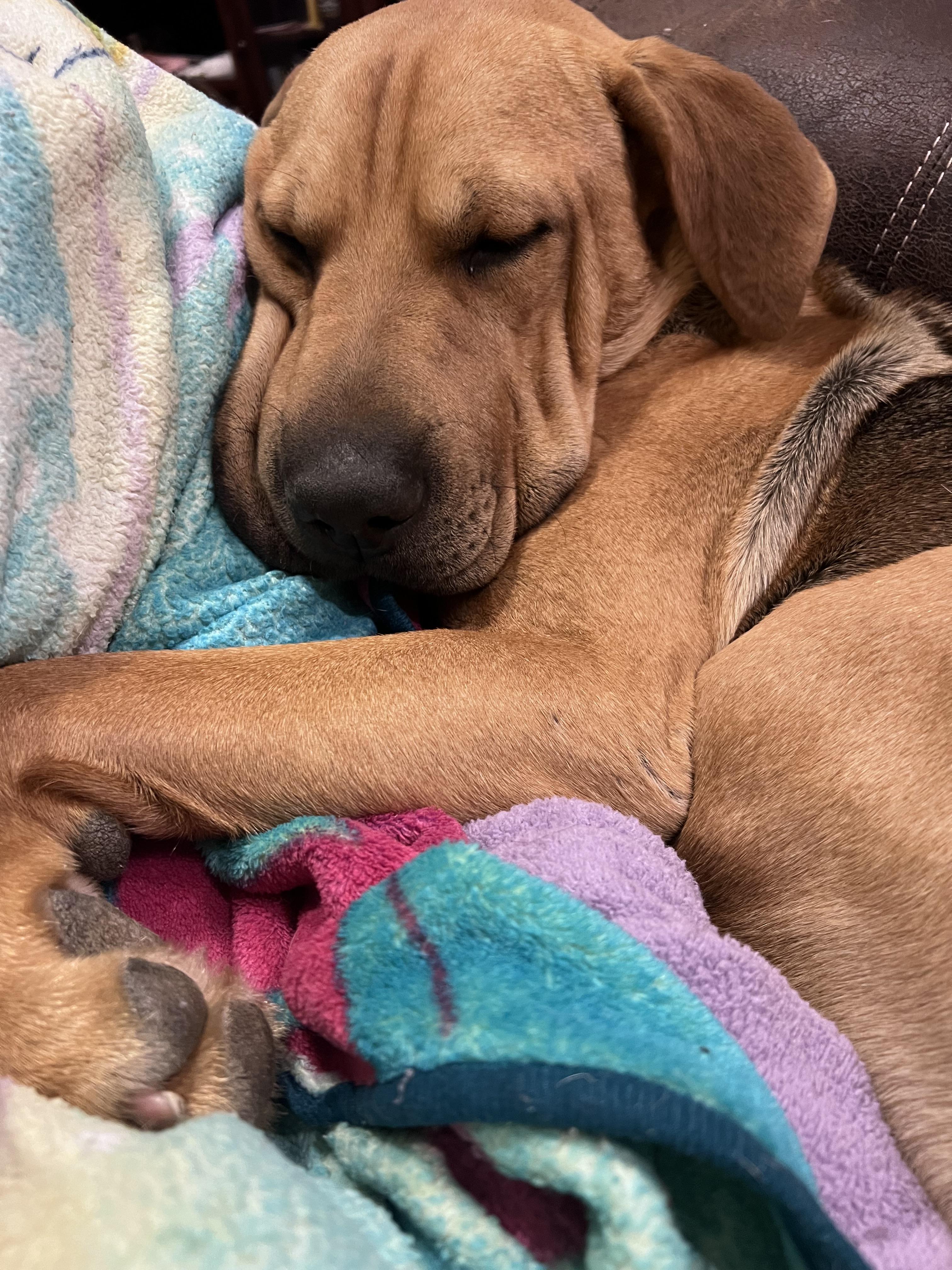 Enlarge Big Guy, a Adopted mixed breed in Houston, TX image 5/6