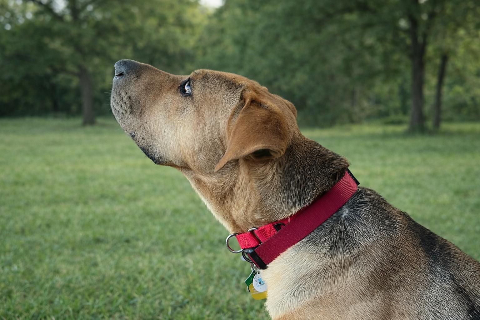 Enlarge Big Guy, a Adopted mixed breed in Houston, TX image 6/6