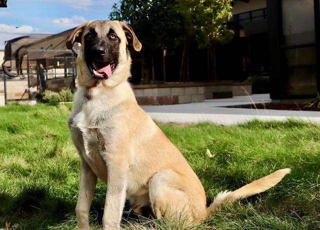 Enlarge JASON, a Adoptable mixed breed in San Luis Obispo, CA image 1/1