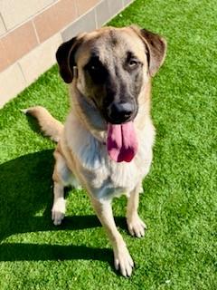 Enlarge JASON, a Adoptable mixed breed in San Luis Obispo, CA image 1/1