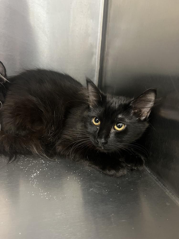 Entrapta, Adoptable, Young Female Domestic Medium Hair.